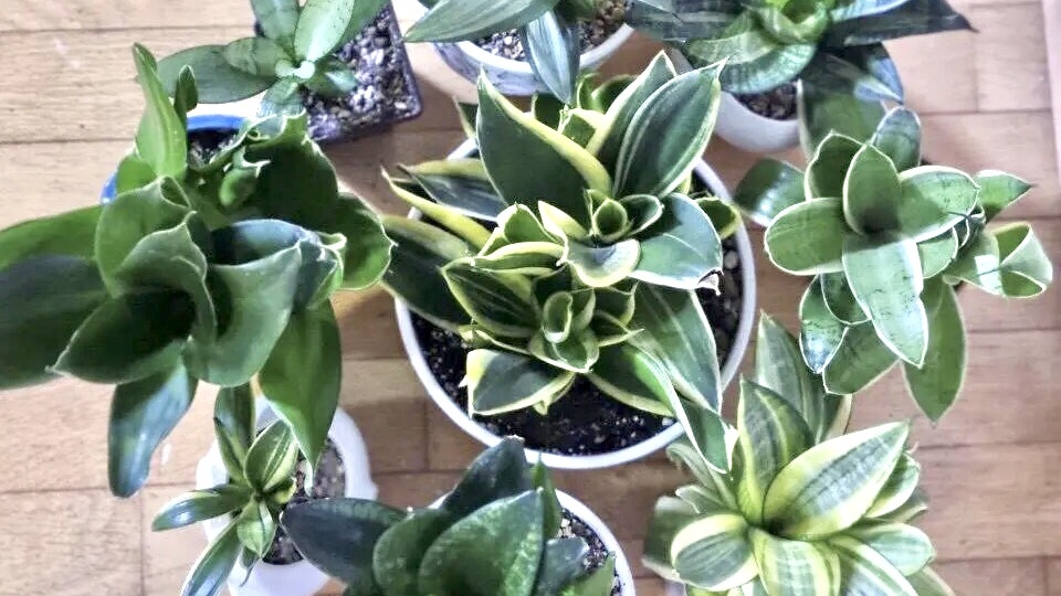 Фото сансевиерии Ханни: узнайте сорт вашего растения