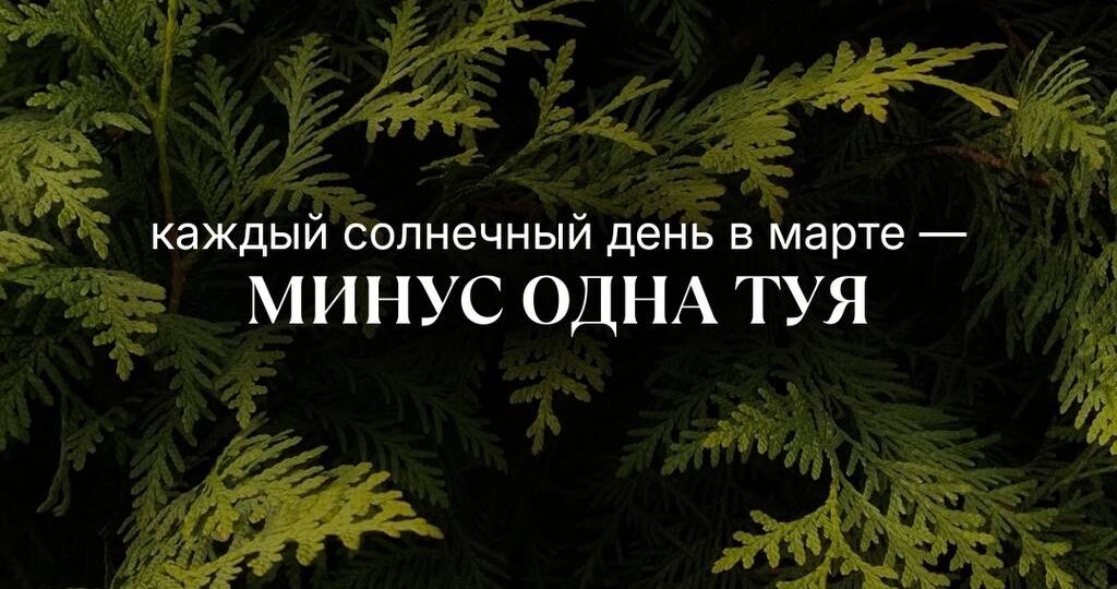 Туи — это не «посадил и забыл» 🌲 Без полива, чистки кроны и защиты от вредителей пышная изгородь быстро превращается в сухие ветки