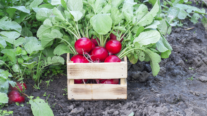 Летний без полива крупнее весеннего в полтора раза.