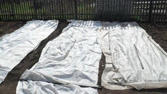 Ранний редис обязательно под укрытием - защита от заморозков и блошки.