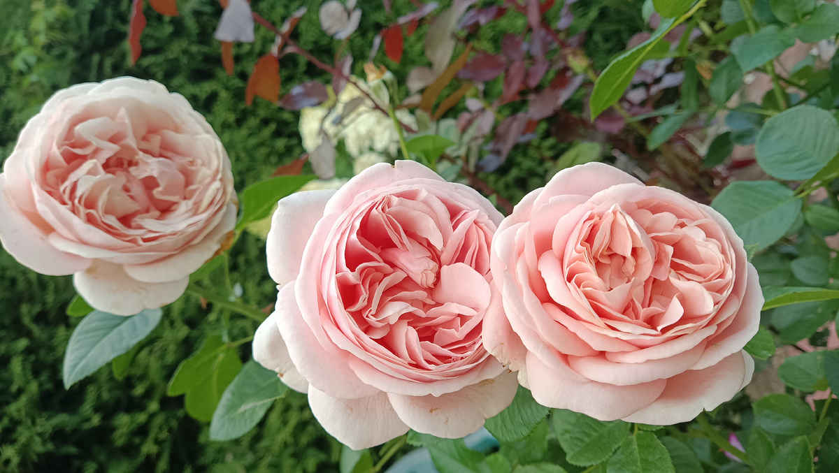 Афродита, 2025