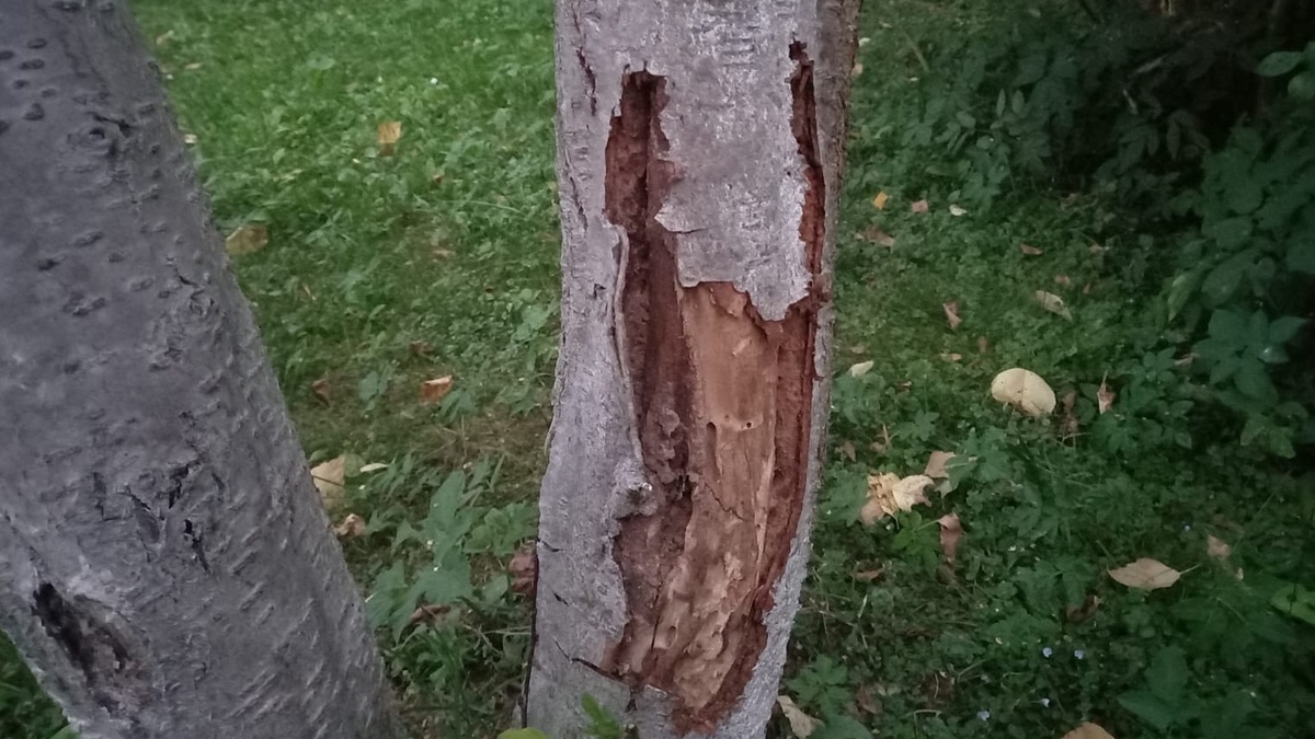 Вот так выглядит кора после неправильно установленного пояса — трещины и муравьиные ходы за месяц