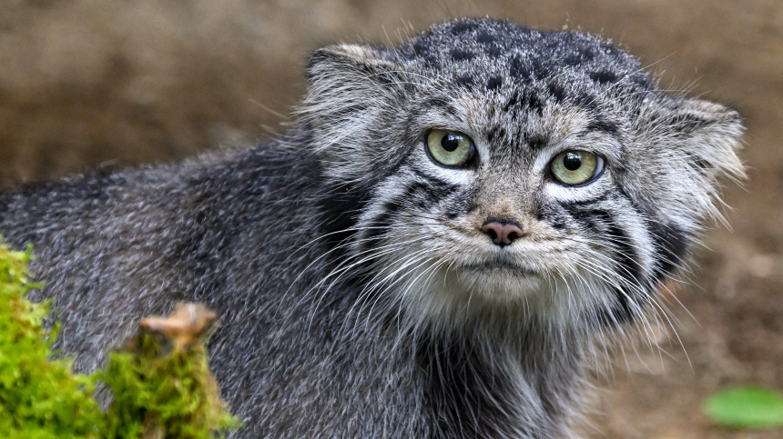    Фото: © РИА Новости/ Илья Наймушин; 5-tv.ru