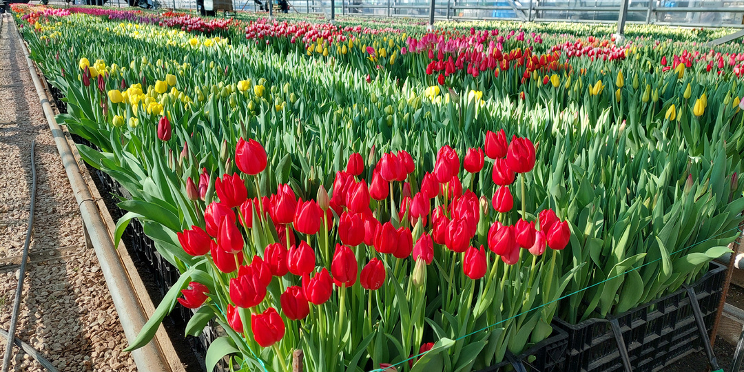 в теплицу тюльпанов с экскурсией 🌷 Крым