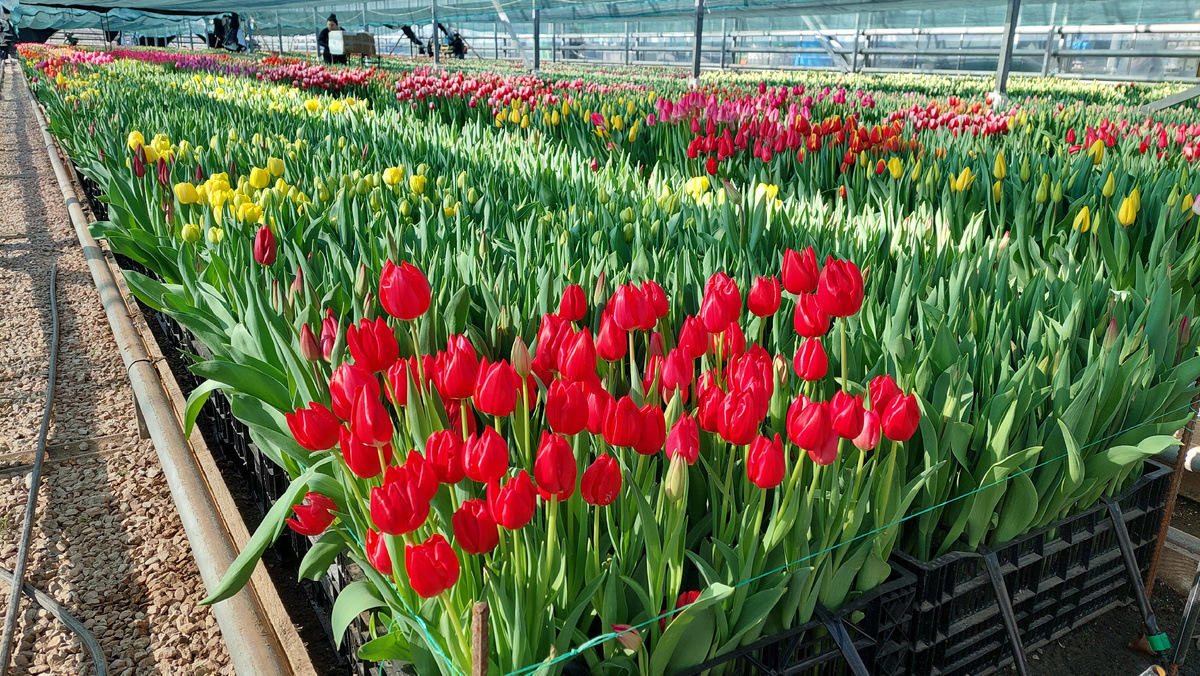 В теплице под Симферополем выращивают 4 миллиона цветов | ©yoklmnru 2026