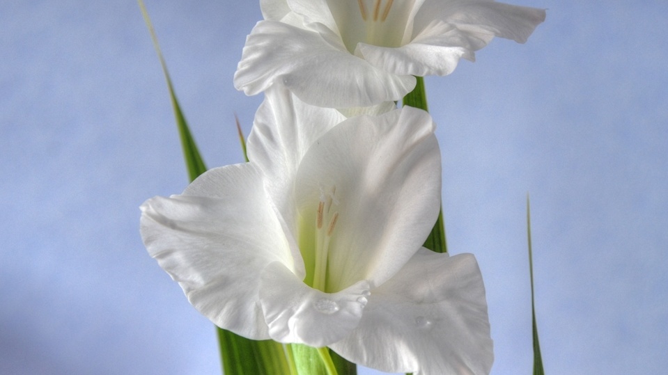 Букетная посадка — стебли держат друг друга без опор