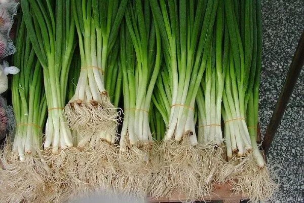 Лук Параде — любимец многих