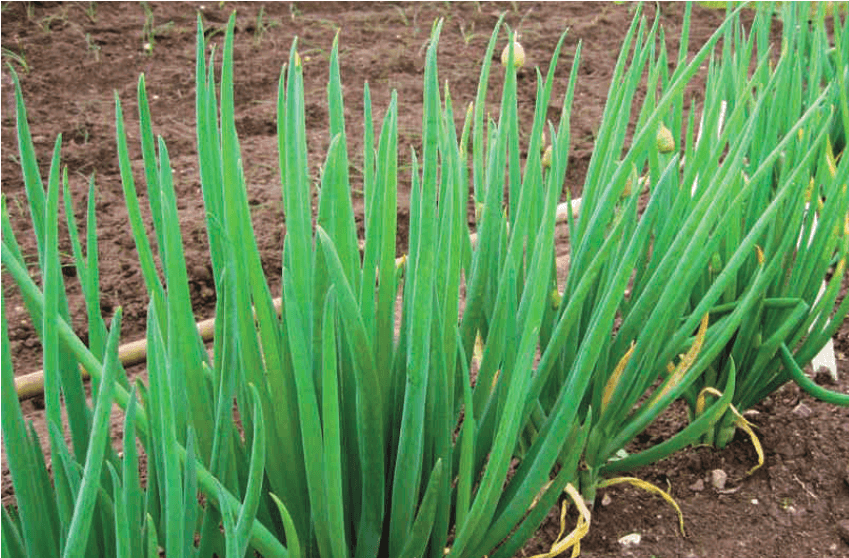 Лук Батун — классика для дачи и огорода