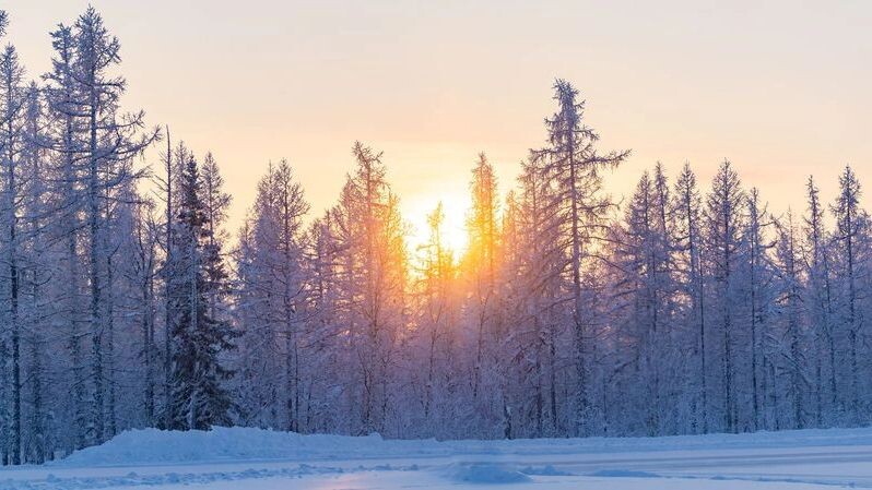    Фото: Никита Погодин / «Ямал-Медиа»