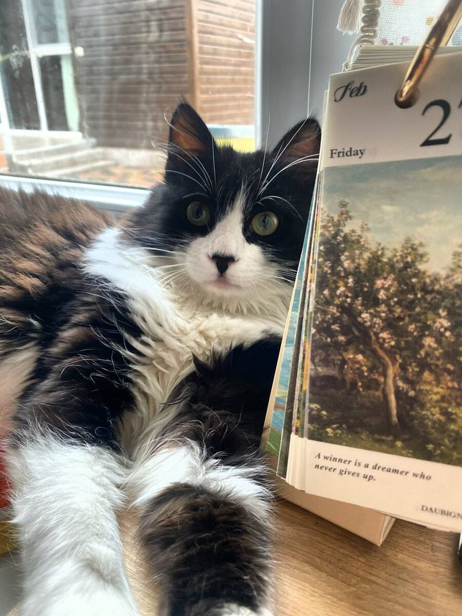 Кот Монти, мой помощник