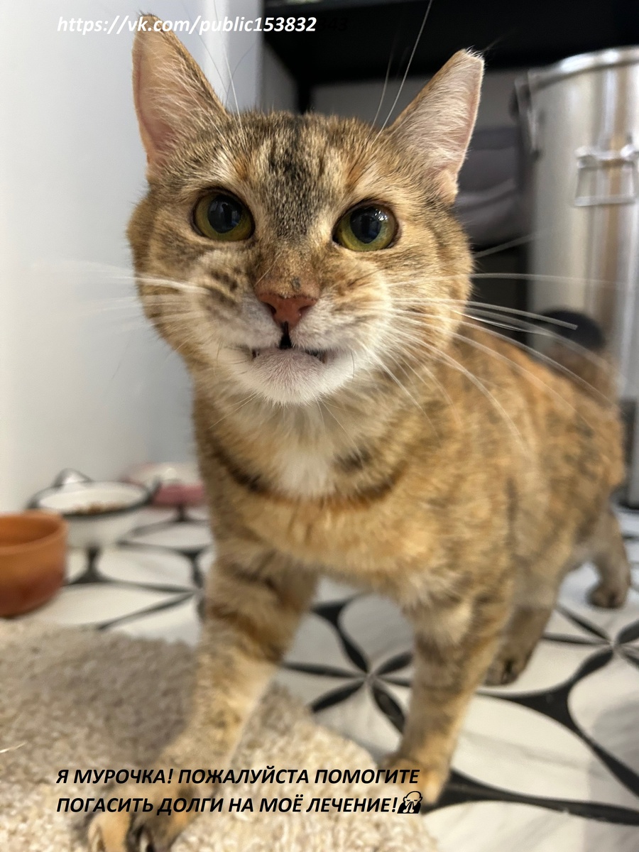 Без зубиков можно жить, главное, что теперь мне не больно 🐾👍