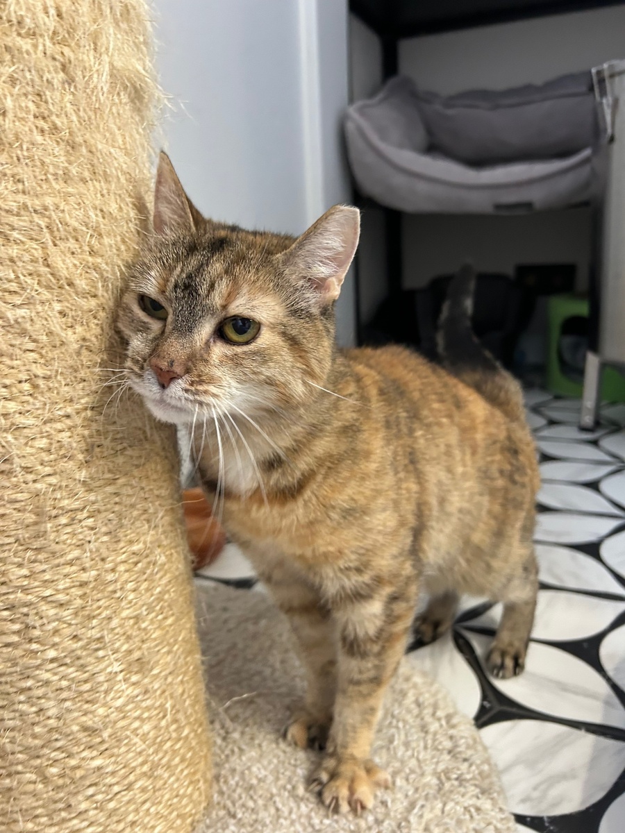 Мурочка тихая, спокойная, нежная кошечка. 🐈