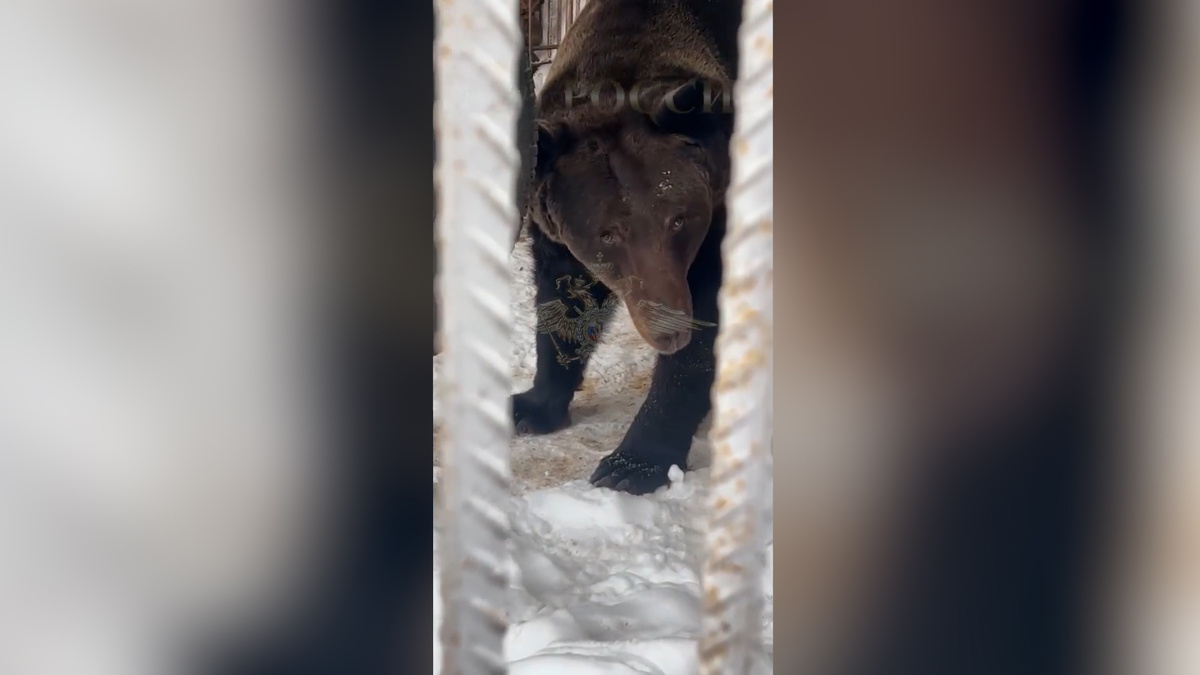    Первый канал