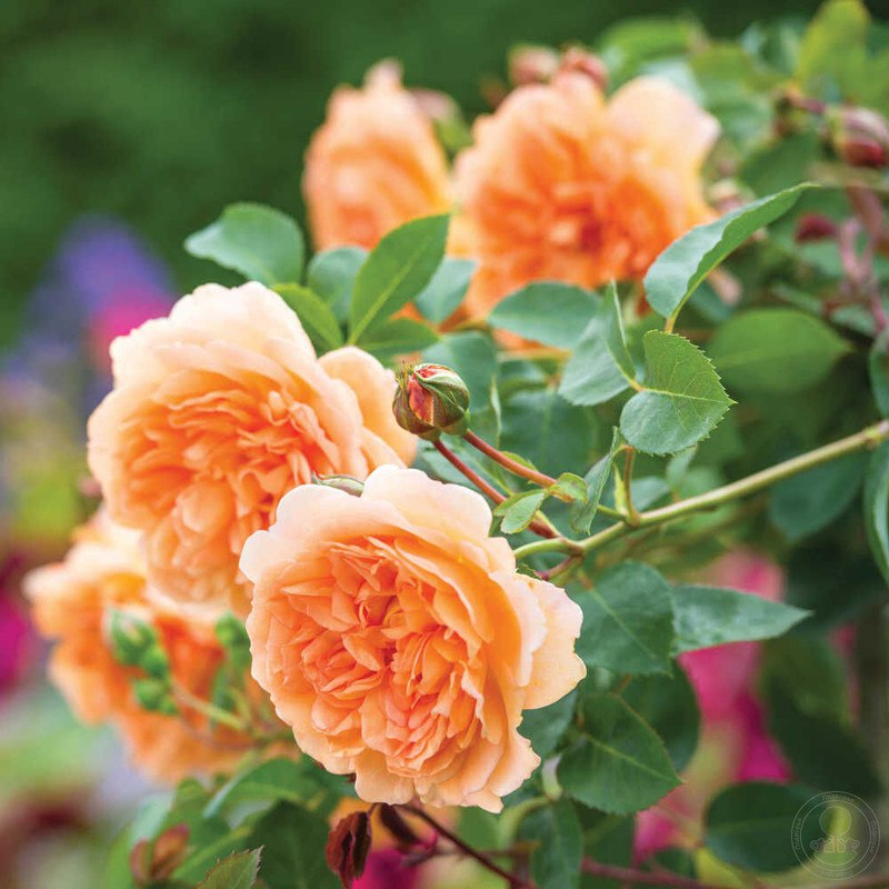 Сорт "Дама Джуди Денч"