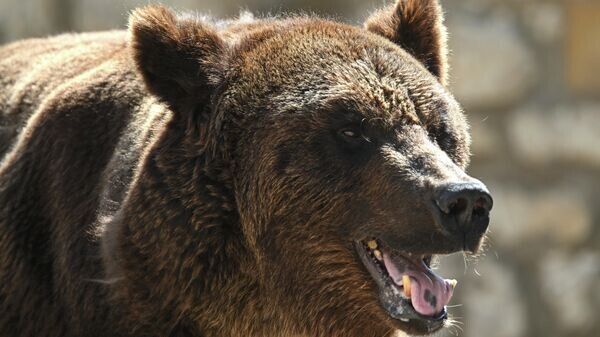    © Sputnik / Кирилл Каллиников