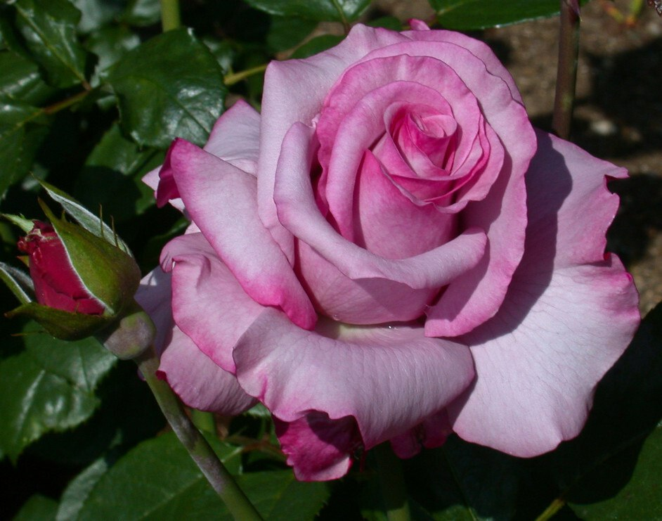 Роза "Барбара Стрейзанд"