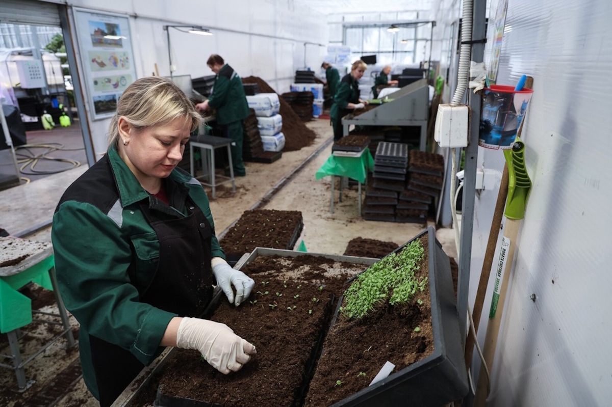 Уже сейчас в тепличных комплексах можно увидеть первые зеленые ростки. Источник: официальный сайт Администрации Санкт-Петербурга.