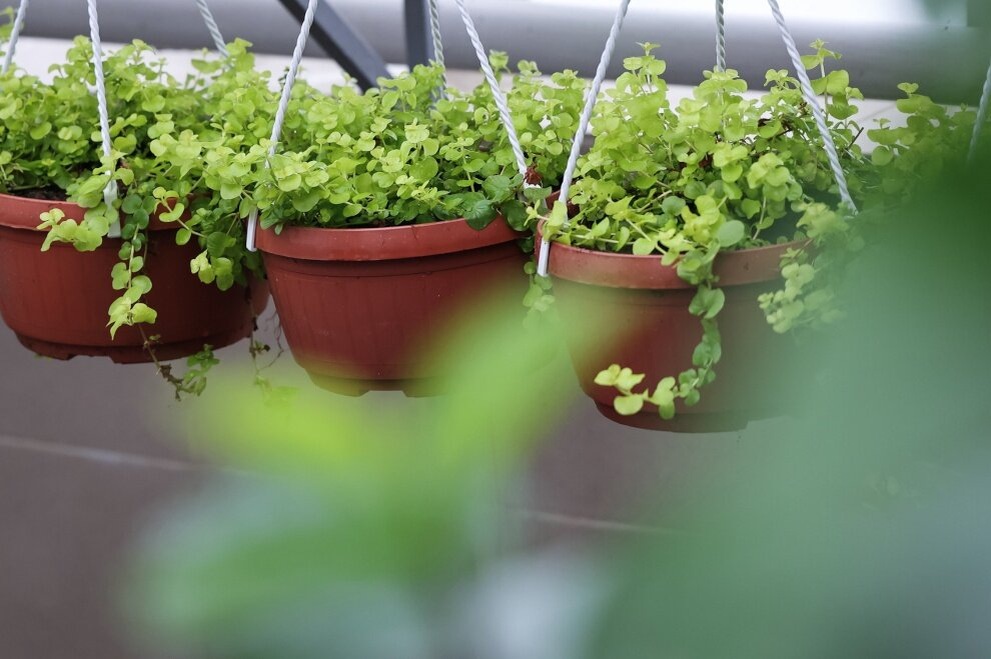    Такой подход считается экономически выгодным: выращивание рассады из сохранённого материала обходится дешевле, чем ежегодная массовая закупка новых цветов. Источник: официальный сайт Администрации Санкт-Петербурга.