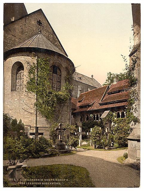 Розовый куст в 1900 году