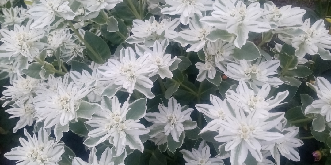 "Вечная невеста"- Эуфорбия маргината