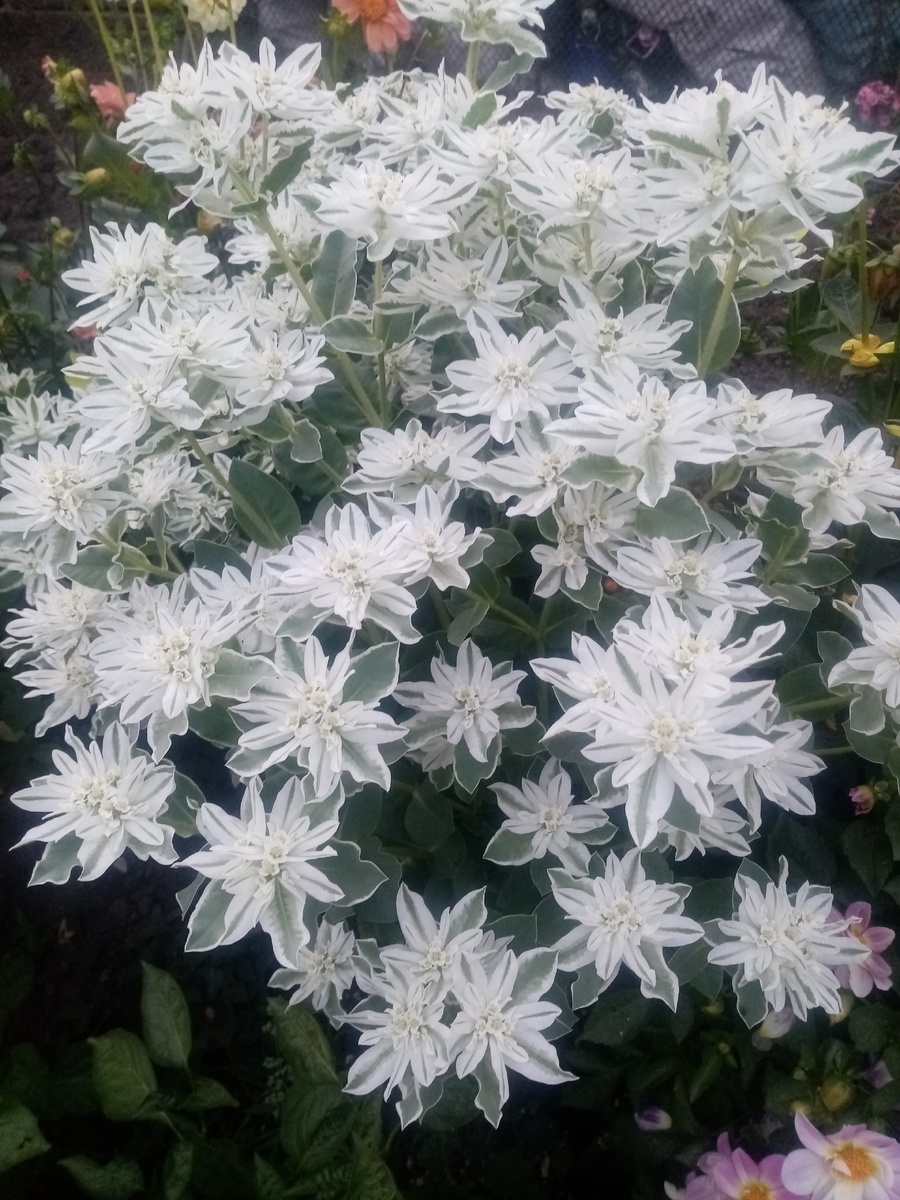 Эуфорбия маргината или Молочай окаймлённый. 