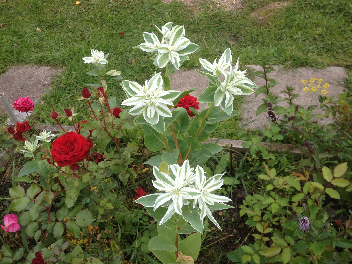 Эуфорбия маргината или Молочай окаймлённый. 