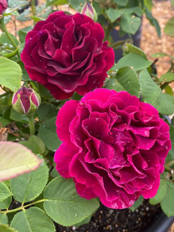 Роза "Сувенир дю Доктёр Жамэн"