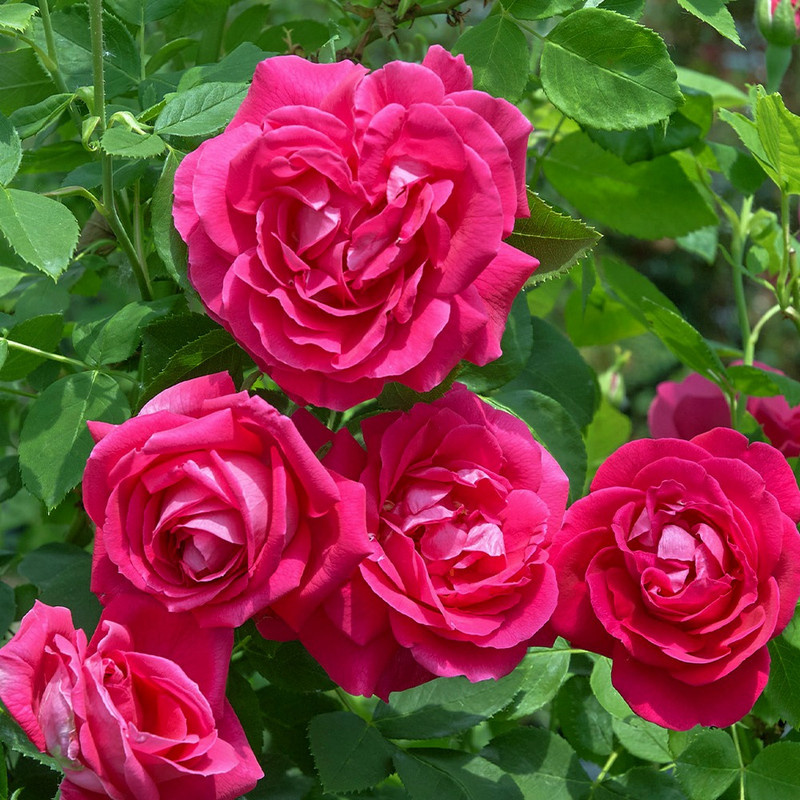 Роза "Виктор Вердье"