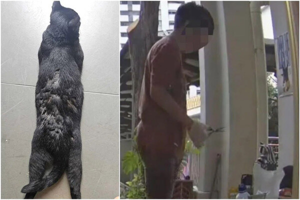 timmytheblackcat_/Instagram   📷