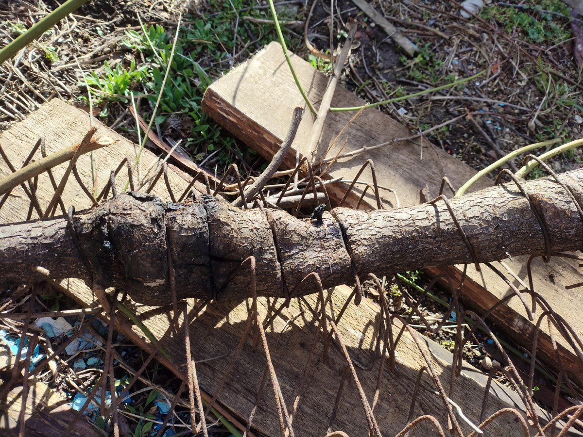 Ну как тут справляться, если сетка посередине ствола... Этот ствол там и оставила