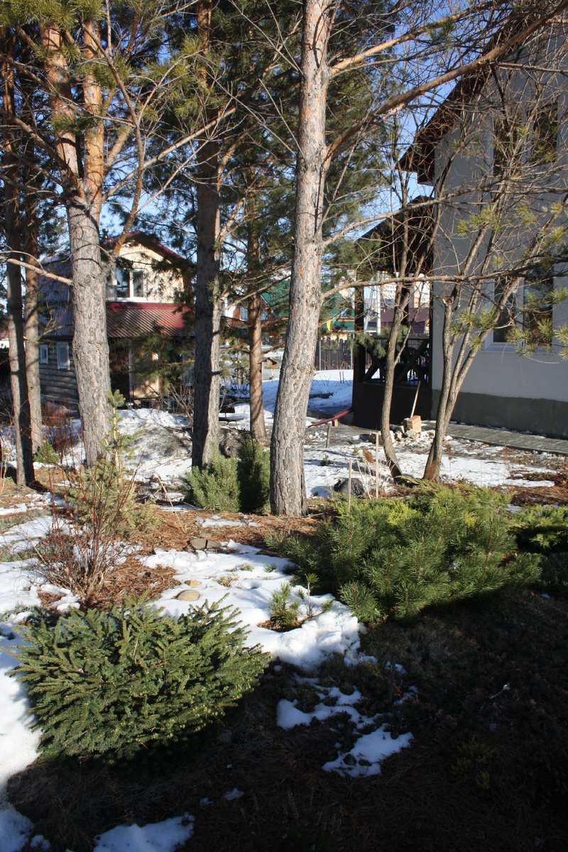 хвойная горка