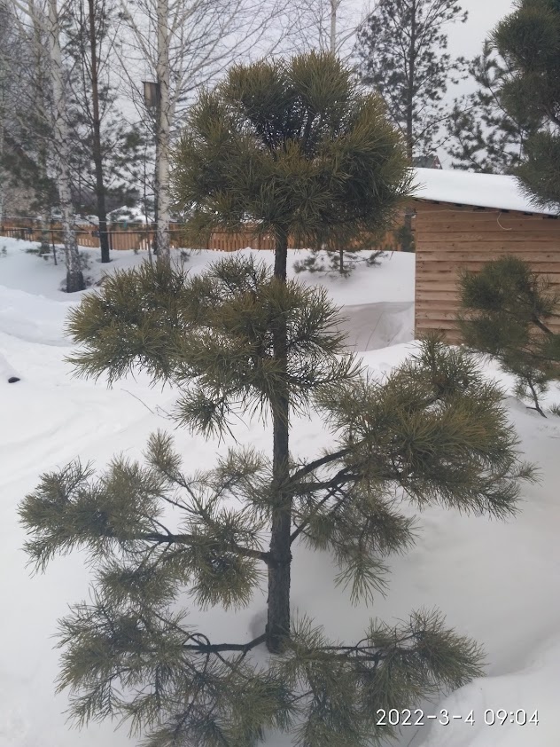 чем не зима?