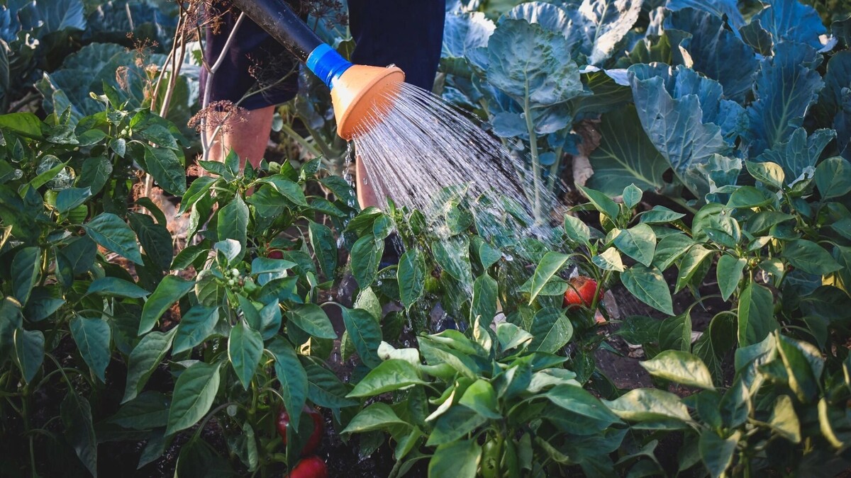    Что изменится для дачников в 2026 году   1MI