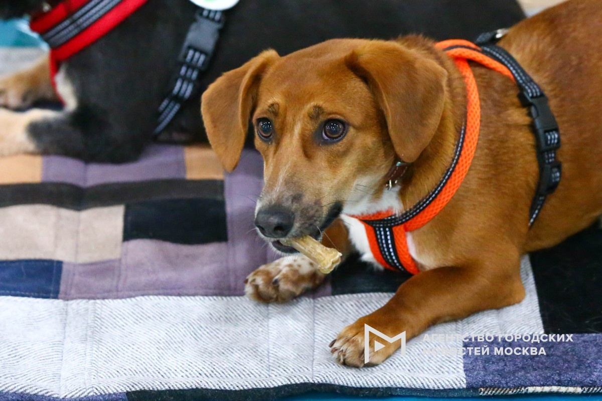 Фотограф: Сергей Ведяшкин