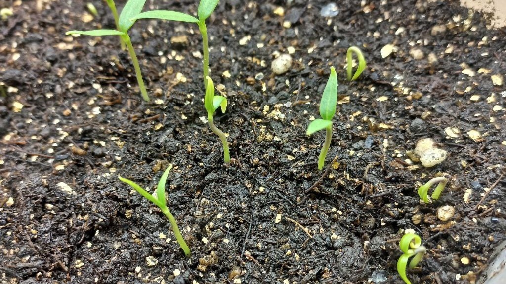 Первые всходы перца. Фото автора