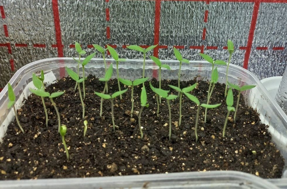 Светоотражающий экран для рассады из фольгированной подложки. Фото автора