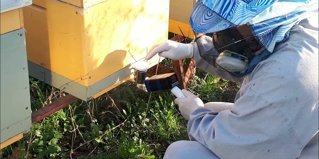 Сладкий яд для клеща Варроа! Почему щавелевая кислота до сих пор не вытеснила дорогую химию с пасек?