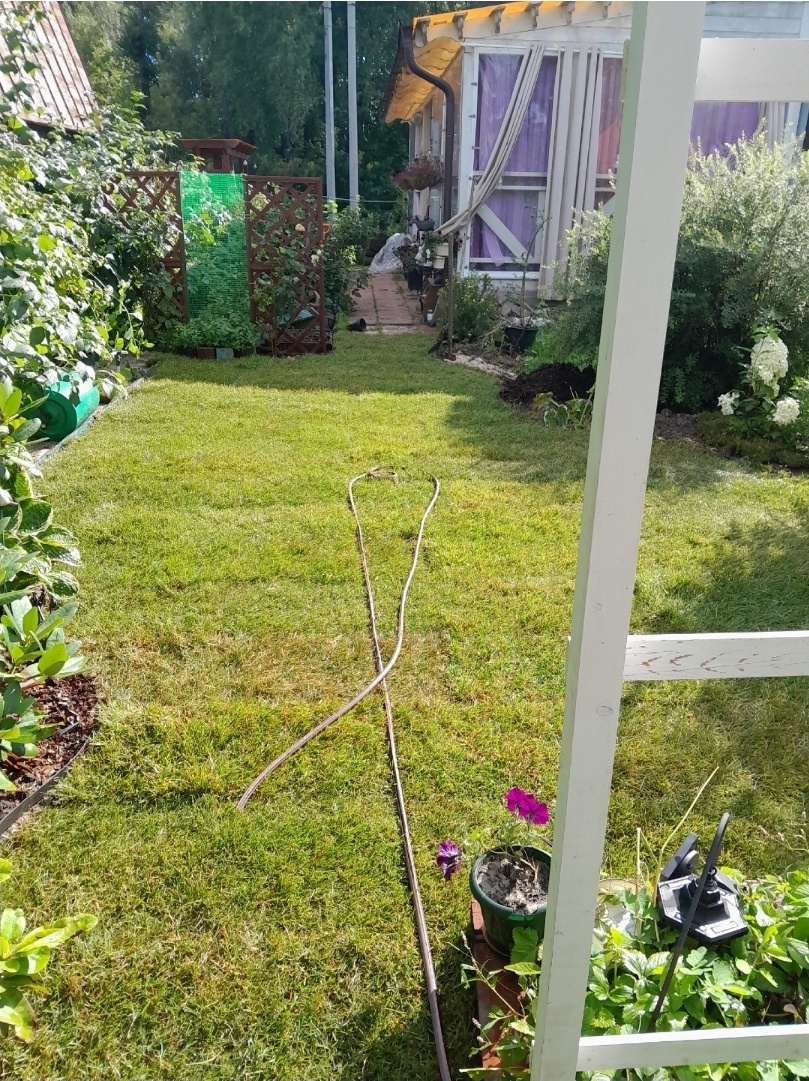 Август 2025г. После укладки газона. На месте, где стоят две коричнывых шпалеры осенью появится арочная пергола-ширма.