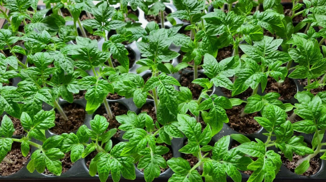 Сравнение: рассада томатов на подоконнике vs под фитолампой — результаты через 30 дней