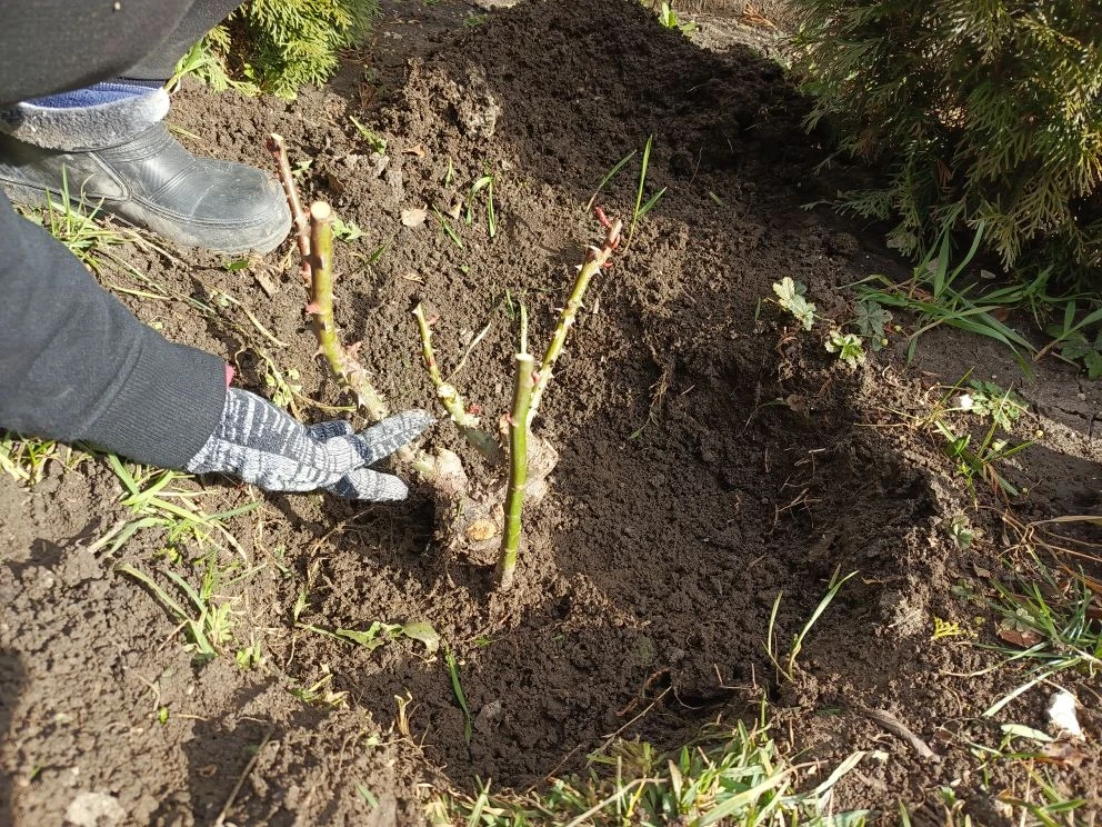 Пересадка взрослой розы Модерн Арт.