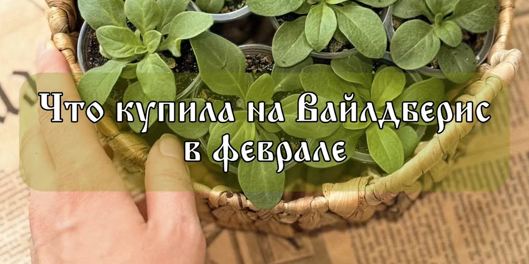 Мои покупки на Вайлдберис в феврале. Очень много семян.