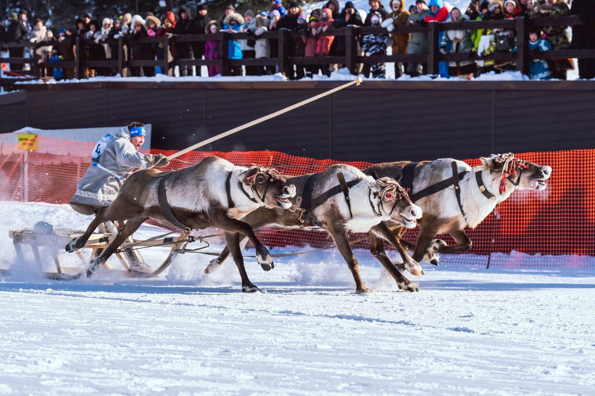    При поддержке «Самотлорнефтегаза» в Югре прошли соревнования среди каюров на оленьих упряжках