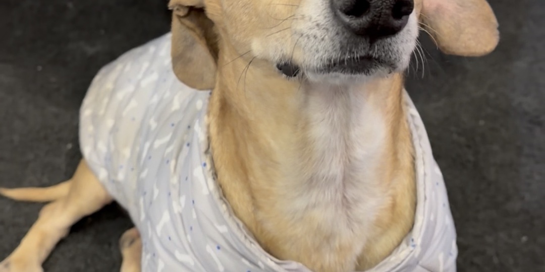 Таксёнок-инвалид борется за право быть как все. Бонечка