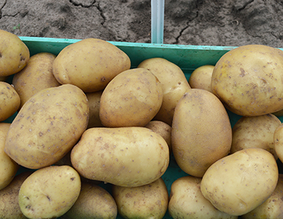 Картофель «Удача»