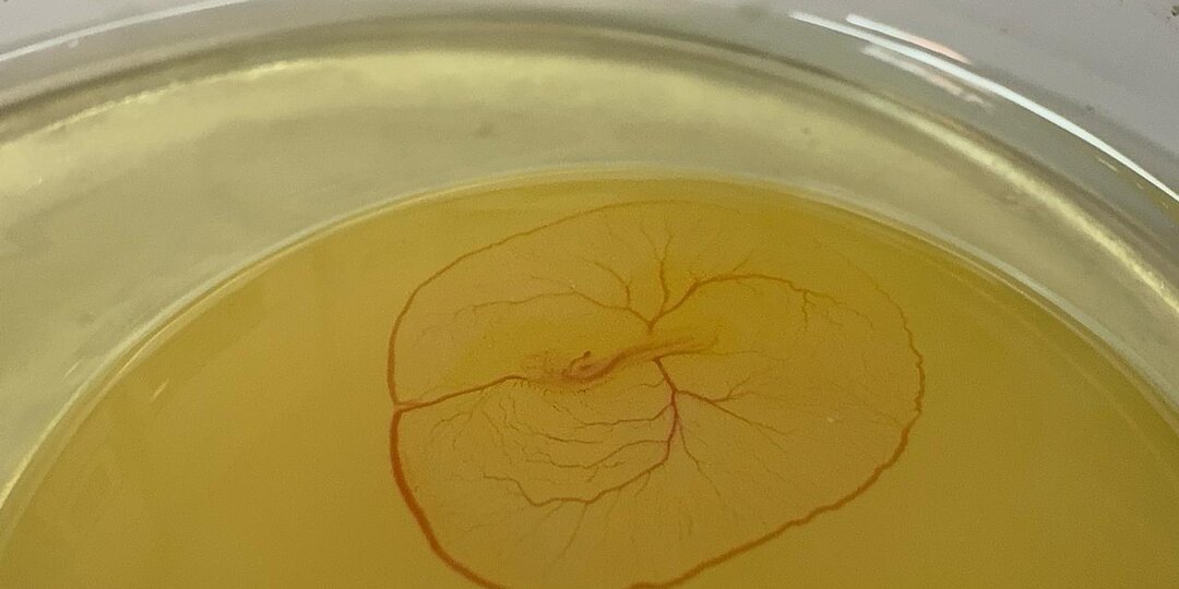 Знакомьтесь, это Курино.