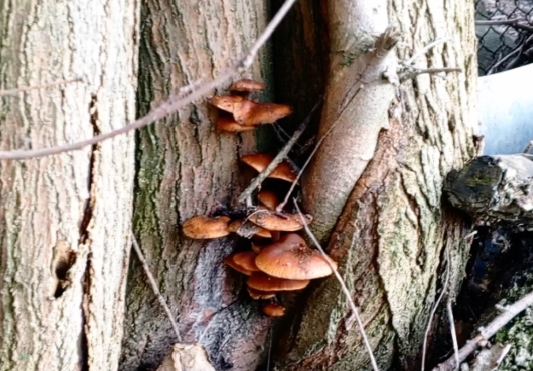 Фламмулина или зимний опенок. Фото авторов