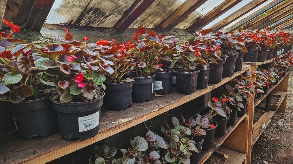    В марте можно начинать высаживать однолетние цветы   1MI