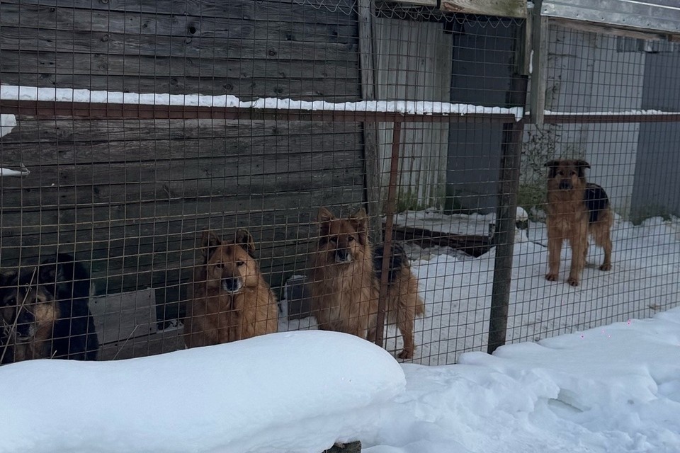    Приют на этом месте базируется больше 12 лет. Фото: предоставлено "КП"