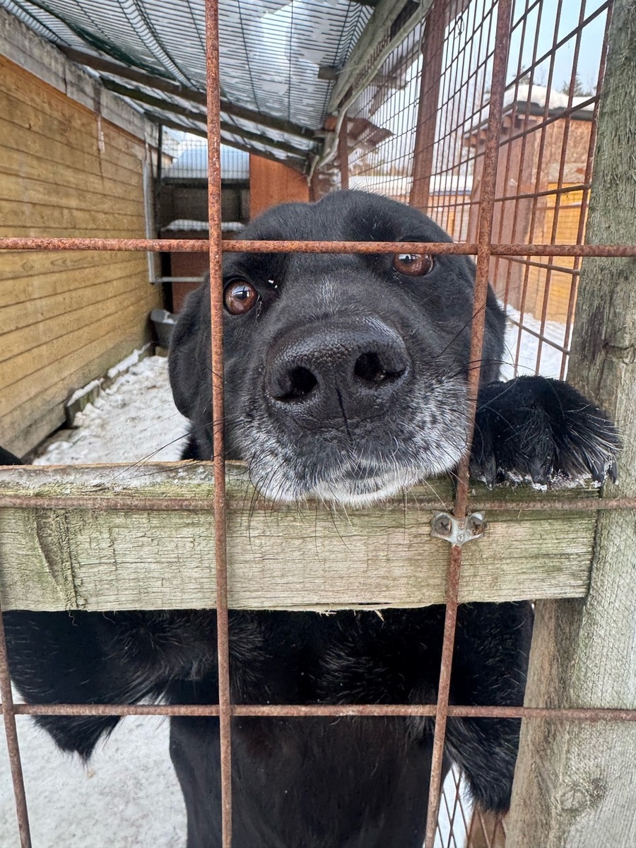    Руководство не знает, где взять миллионы рублей на спасение сотни жизней... Фото: Фото: vk.com/priyut_drugspb