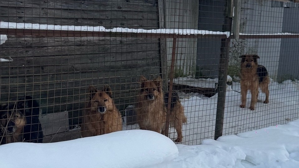 117 собак и 17 кошек выселяют из приюта в Ленобласти: На новый участок нужны миллионы рублей, а времени на переезд нет